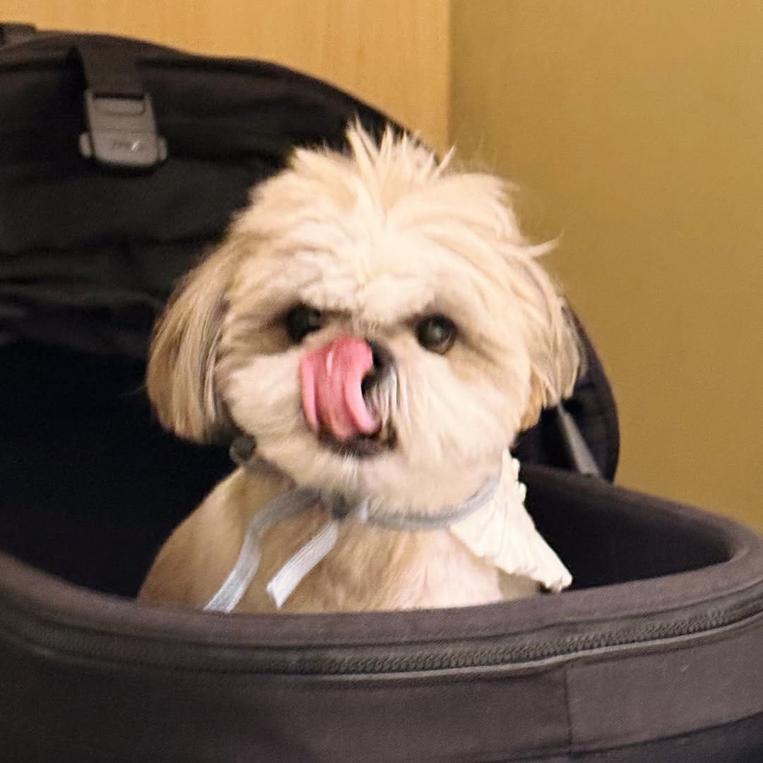 Post 5 by shihtzu🐶🇯🇵（ここね𝐚𝐧𝐝のえる） on Instagram (carousel)