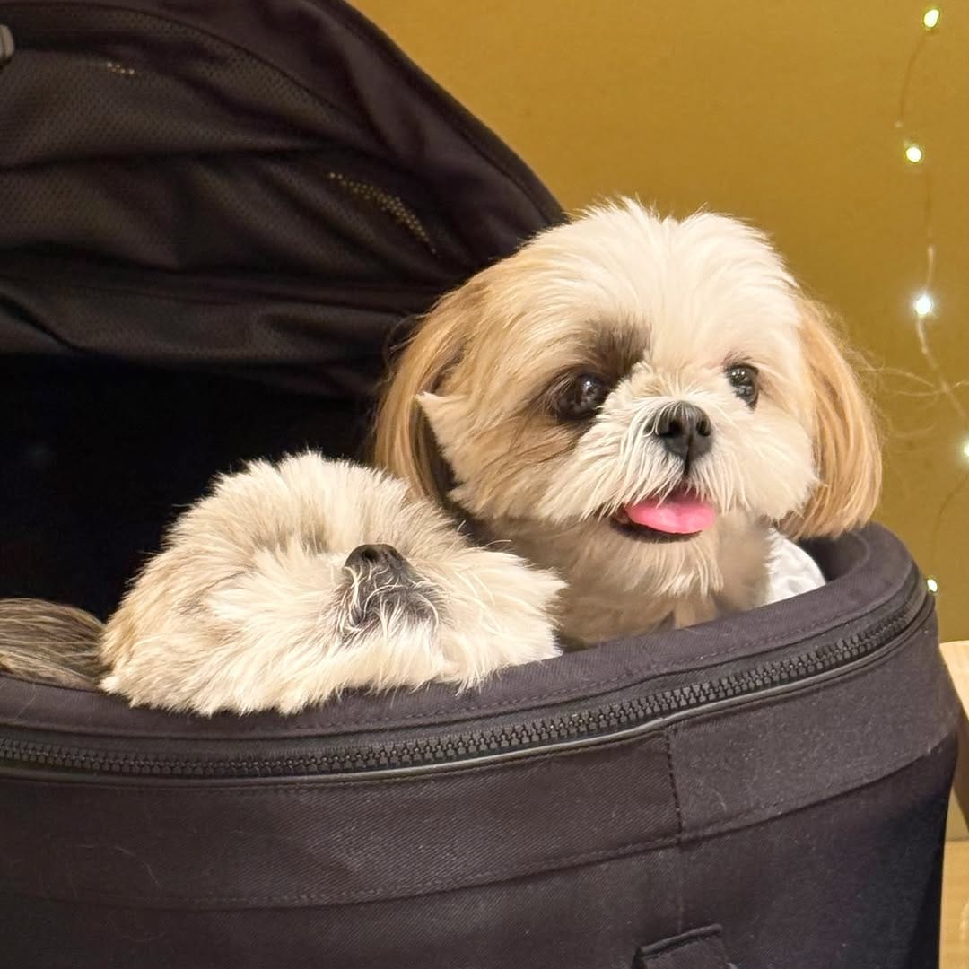 Post 4 by shihtzu🐶🇯🇵（ここね𝐚𝐧𝐝のえる） on Instagram (carousel)