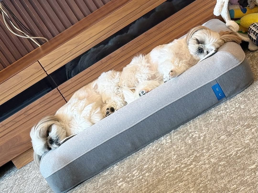 Post 6 by shihtzu🐶🇯🇵（ここね𝐚𝐧𝐝のえる） on Instagram (image)