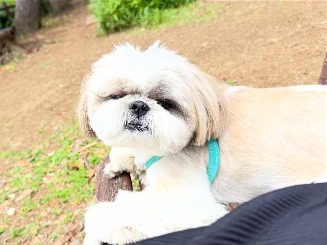 Post 1 by shihtzu🐶🇯🇵（ここね𝐚𝐧𝐝のえる） on Instagram (carousel)