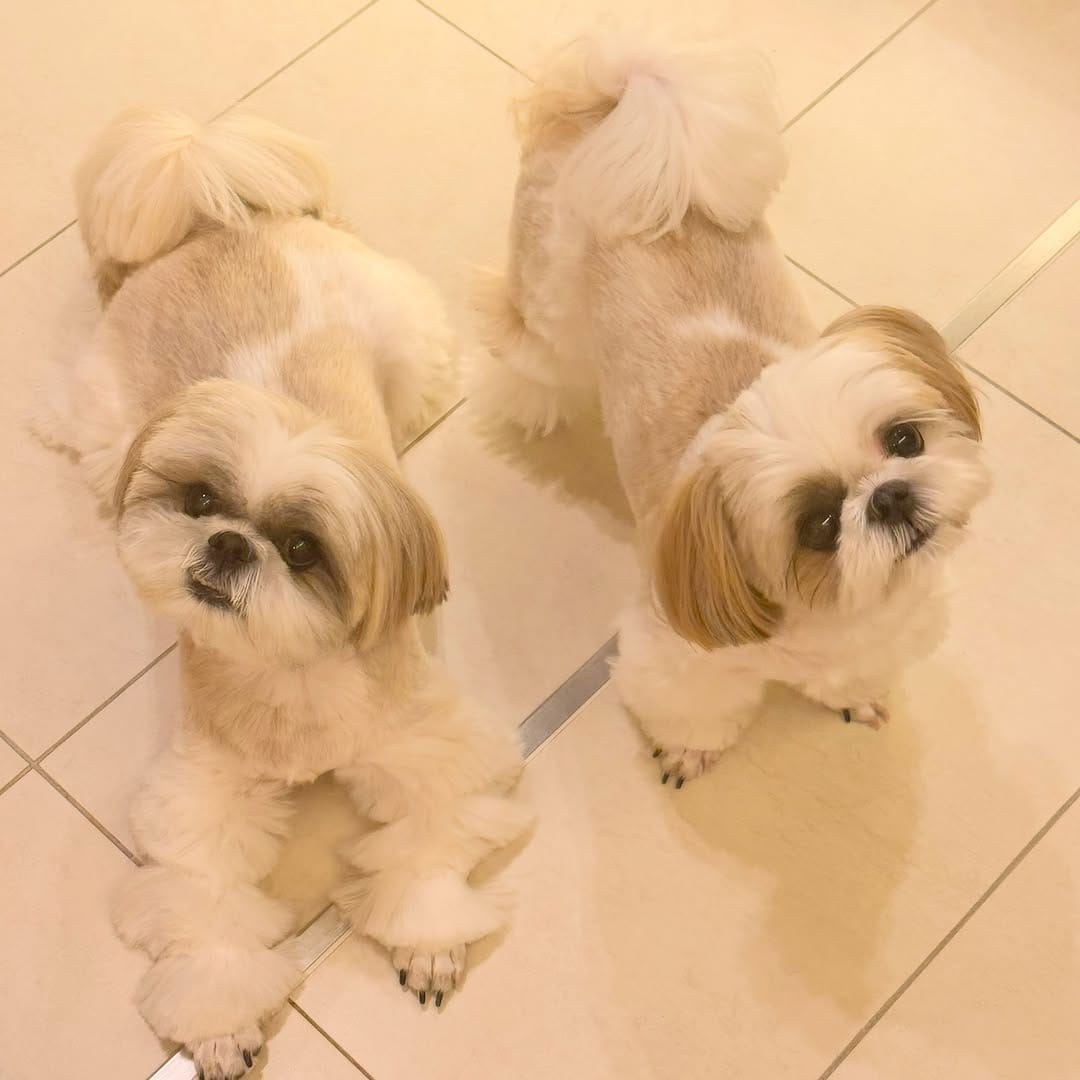 Post 7 by shihtzu🐶🇯🇵（ここね𝐚𝐧𝐝のえる） on Instagram (image)