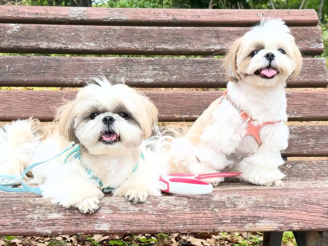 Post 3 by shihtzu🐶🇯🇵（ここね𝐚𝐧𝐝のえる） on Instagram (carousel)
