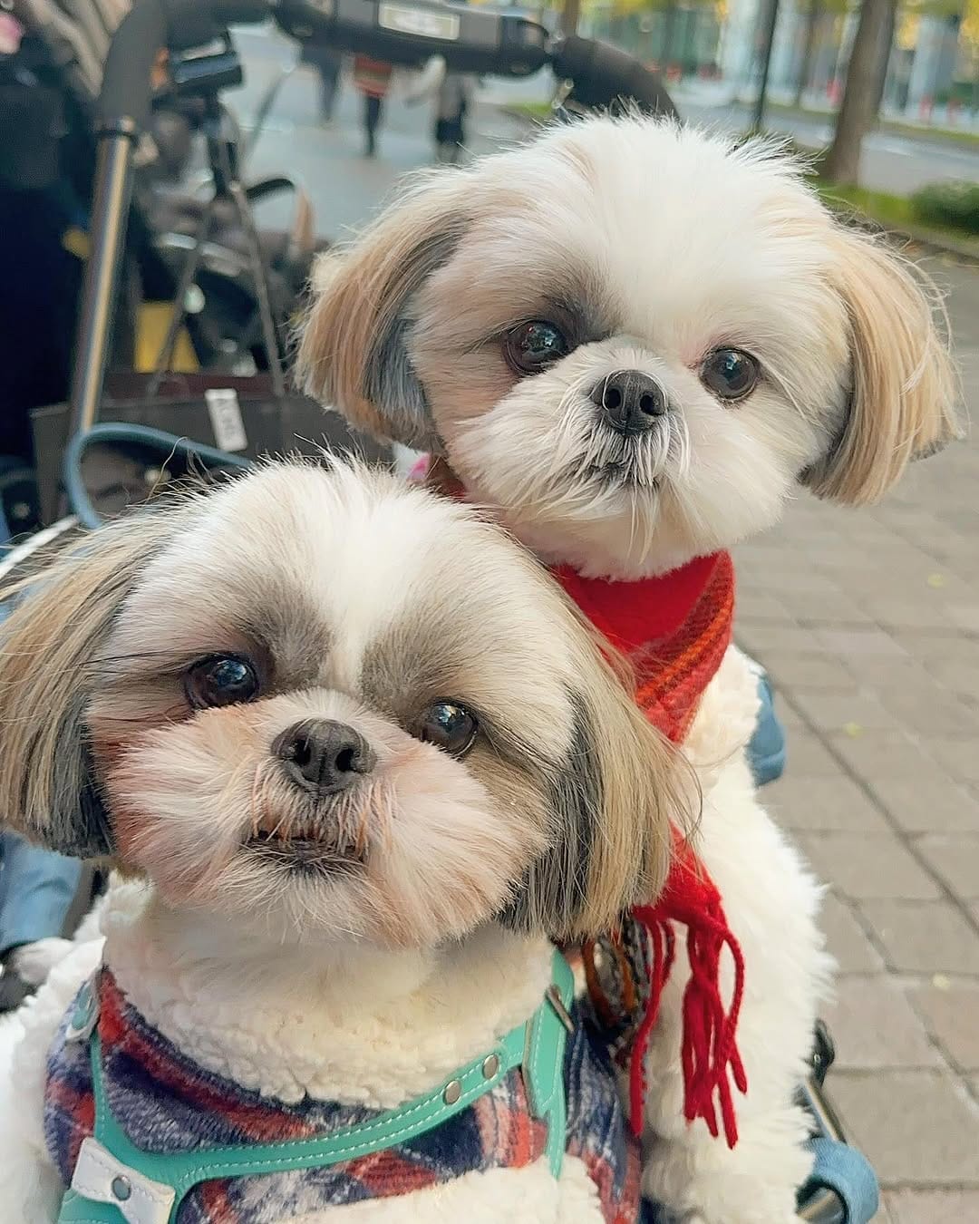 Post 8 by shihtzu🐶🇯🇵（ここね𝐚𝐧𝐝のえる） on Instagram (image)