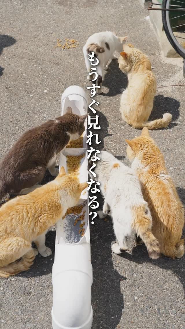 Post 2 by たかゆみフウフ｜旅に狂った大阪の夫婦 on Instagram (video)