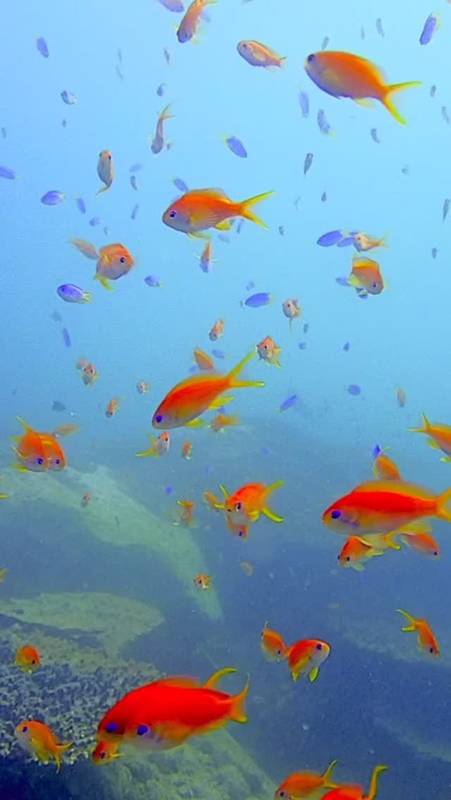 Post 5 by 写真家 むらいさち on Instagram (video)