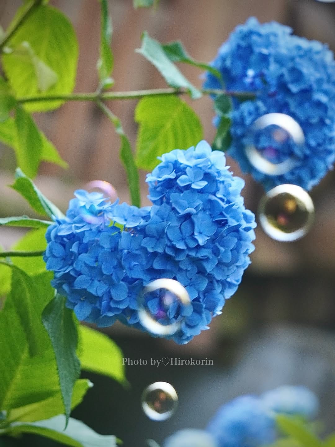 Post 2 by Hiroko Morita/花・遊・旅・食・映 on Instagram (image)