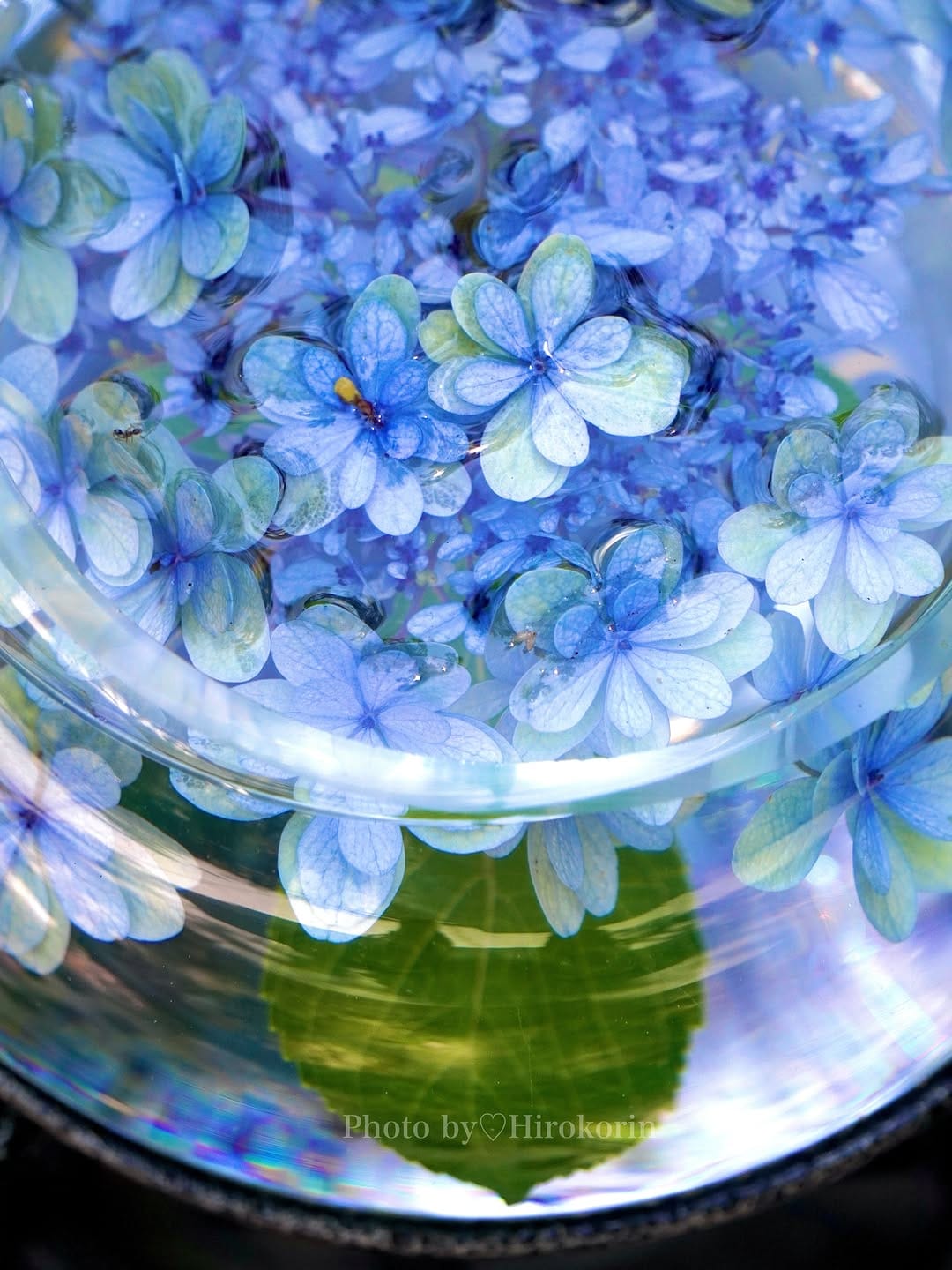 Post 4 by Hiroko Morita/花・遊・旅・食・映 on Instagram (image)