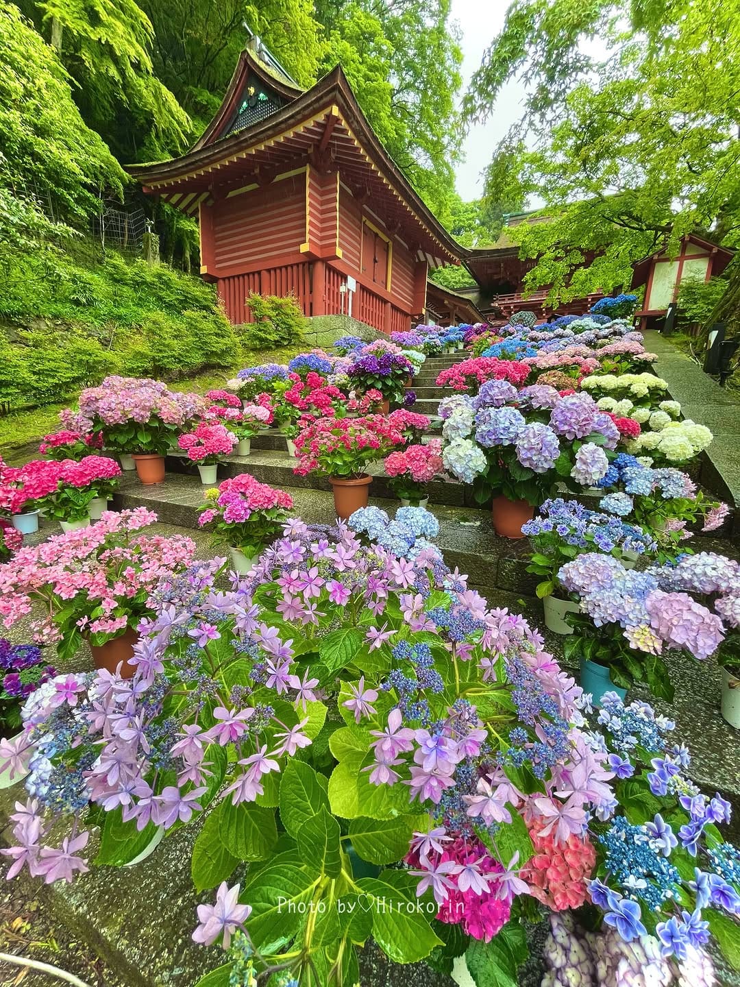 Post 5 by Hiroko Morita/花・遊・旅・食・映 on Instagram (image)