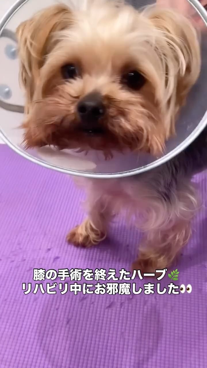 Post 7 by ビジョナリーアーツ ペット学科 on Instagram (video)