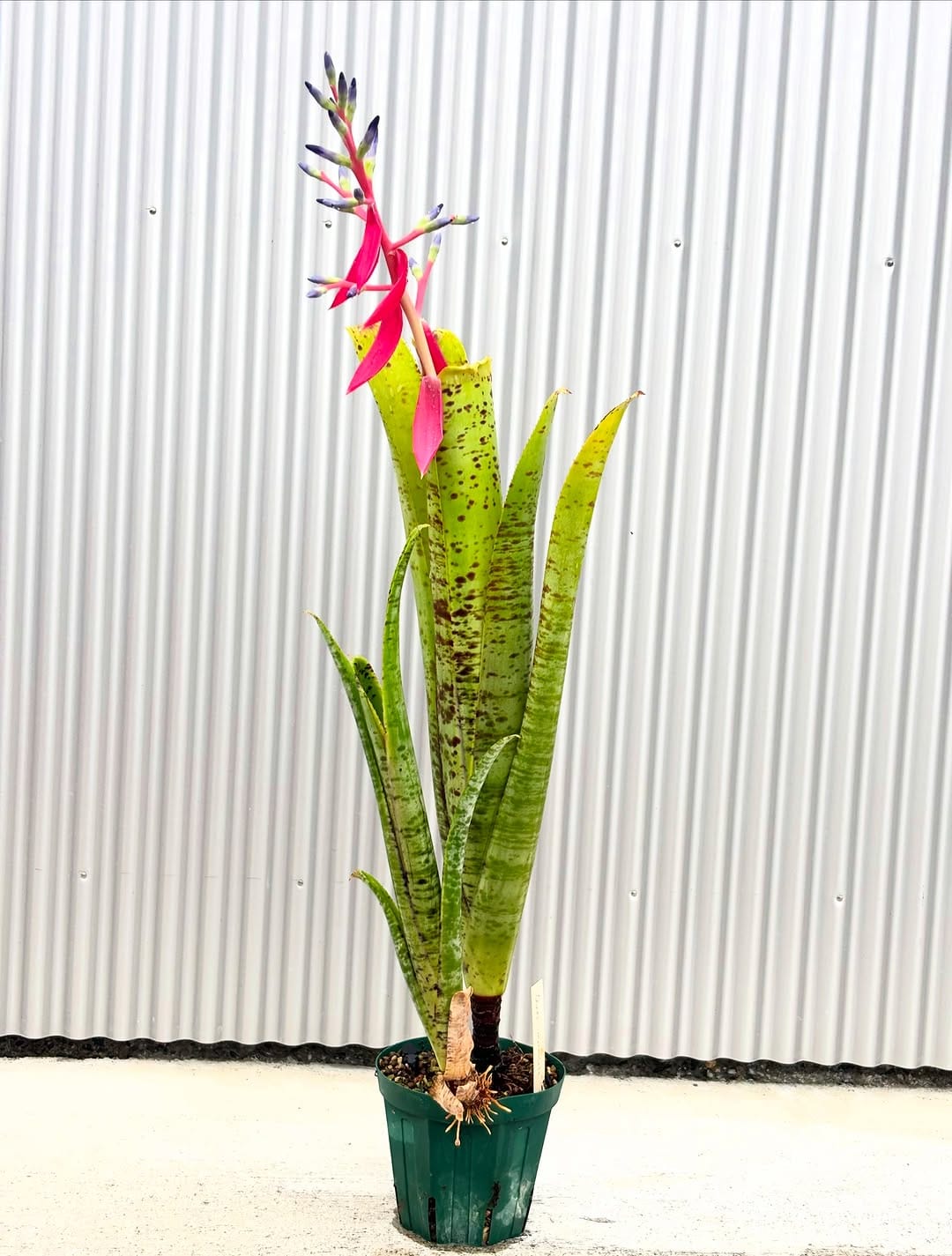 Post 1 by Bromeliad boyz club on Instagram (carousel)