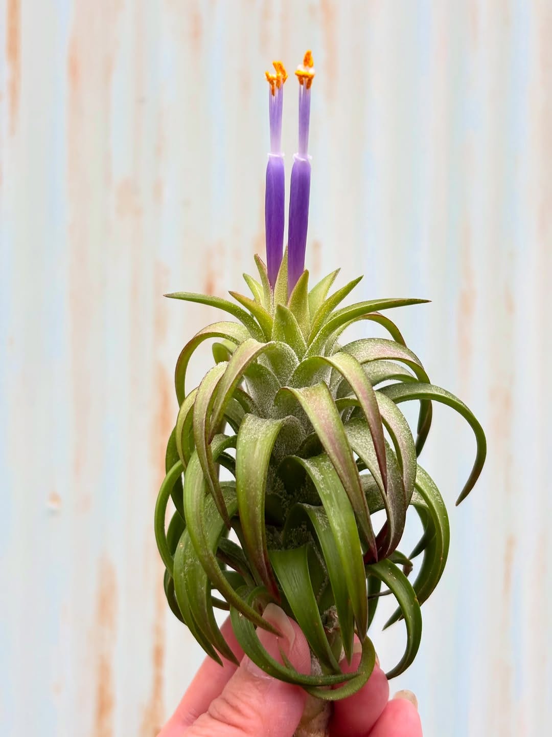 Post 8 by Bromeliad boyz club on Instagram (carousel)