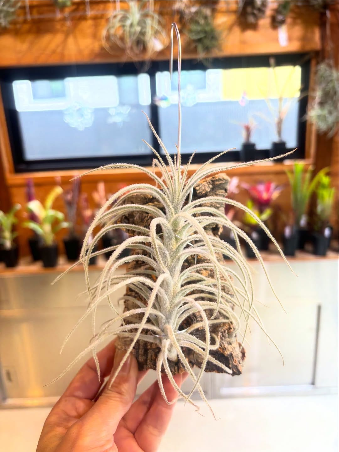 Post 6 by Bromeliad boyz club on Instagram (carousel)