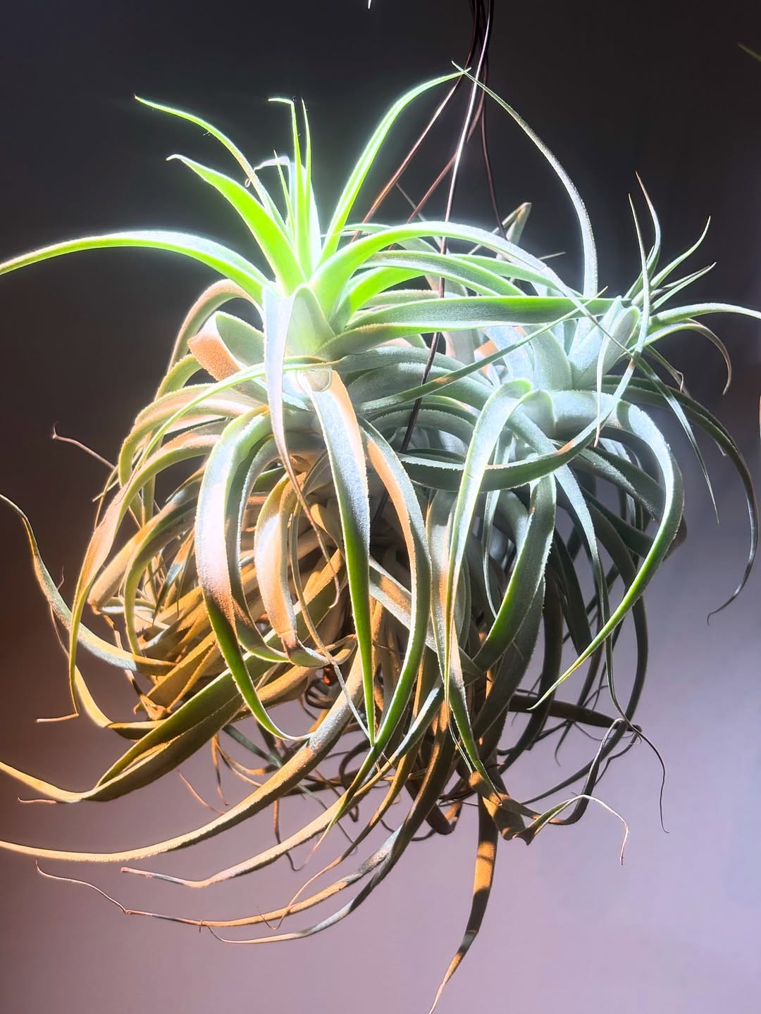 Post 7 by Bromeliad boyz club on Instagram (carousel)
