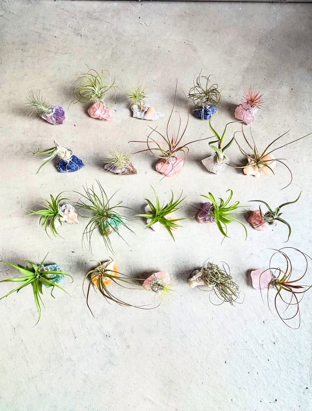 Post 2 by Bromeliad boyz club on Instagram (carousel)
