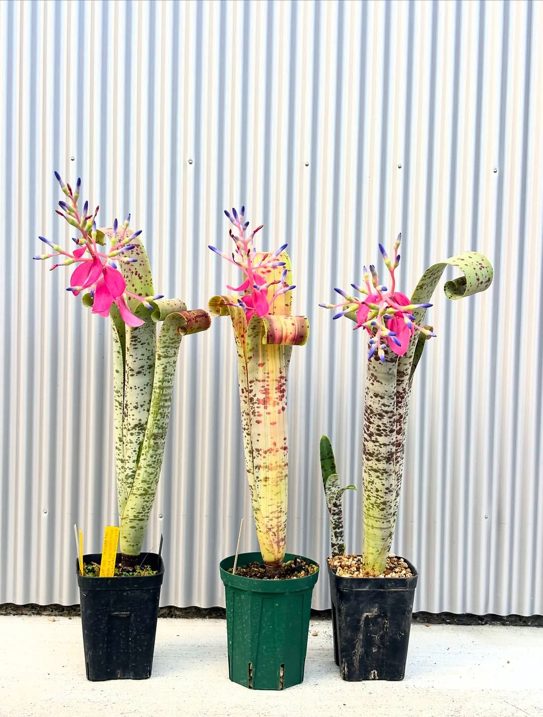 Post 5 by Bromeliad boyz club on Instagram (carousel)