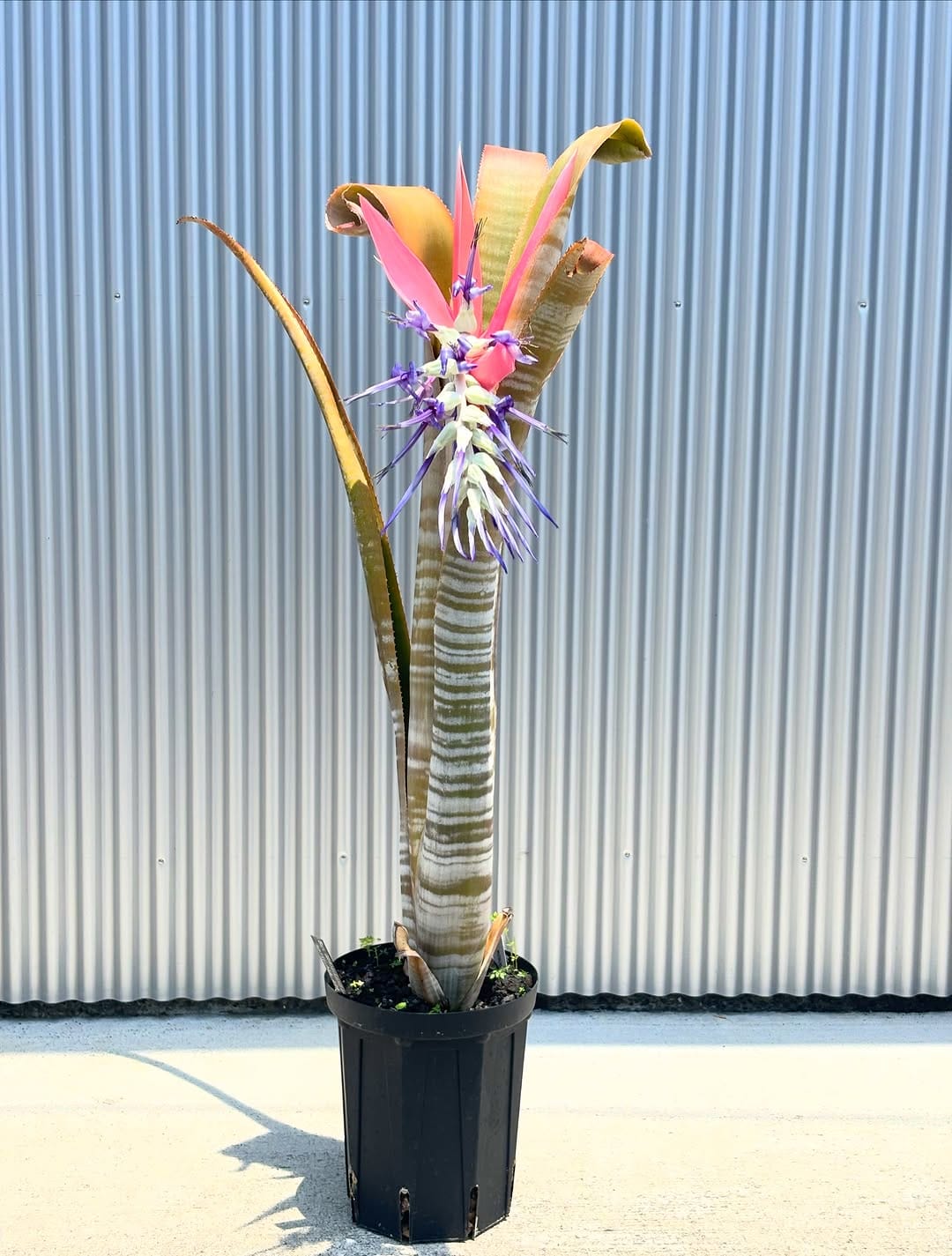 Post 4 by Bromeliad boyz club on Instagram (carousel)