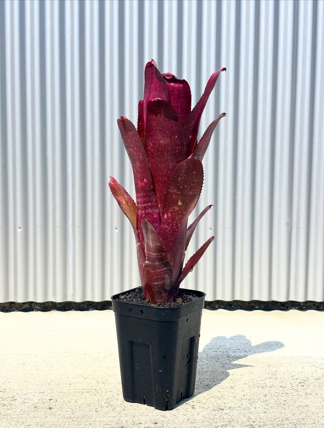 Post 3 by Bromeliad boyz club on Instagram (carousel)