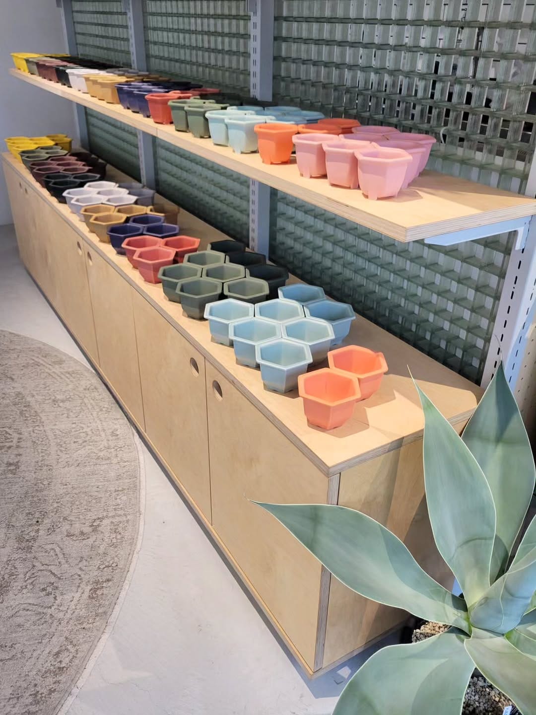 Post 3 by カトーエンゲー東京/浅草駅から少し歩かさせられるアガベの専門店 on Instagram (image)
