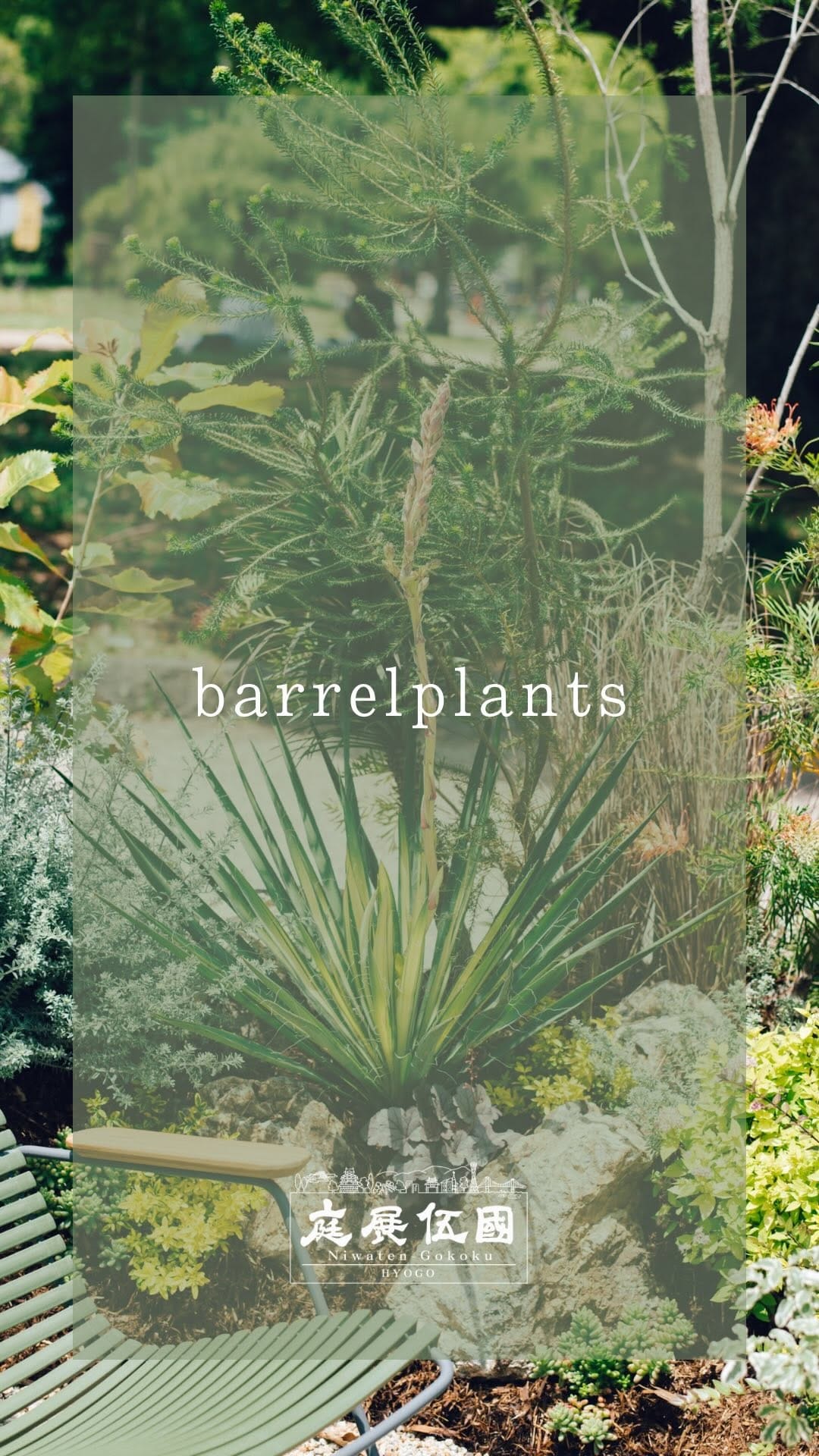 Post 6 by barrelplants（バーレルプランツ） on Instagram (video)