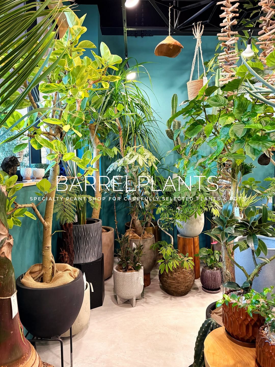 Post 1 by barrelplants（バーレルプランツ） on Instagram (carousel)