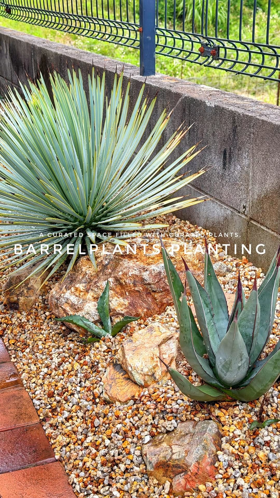 Post 7 by barrelplants（バーレルプランツ） on Instagram (video)