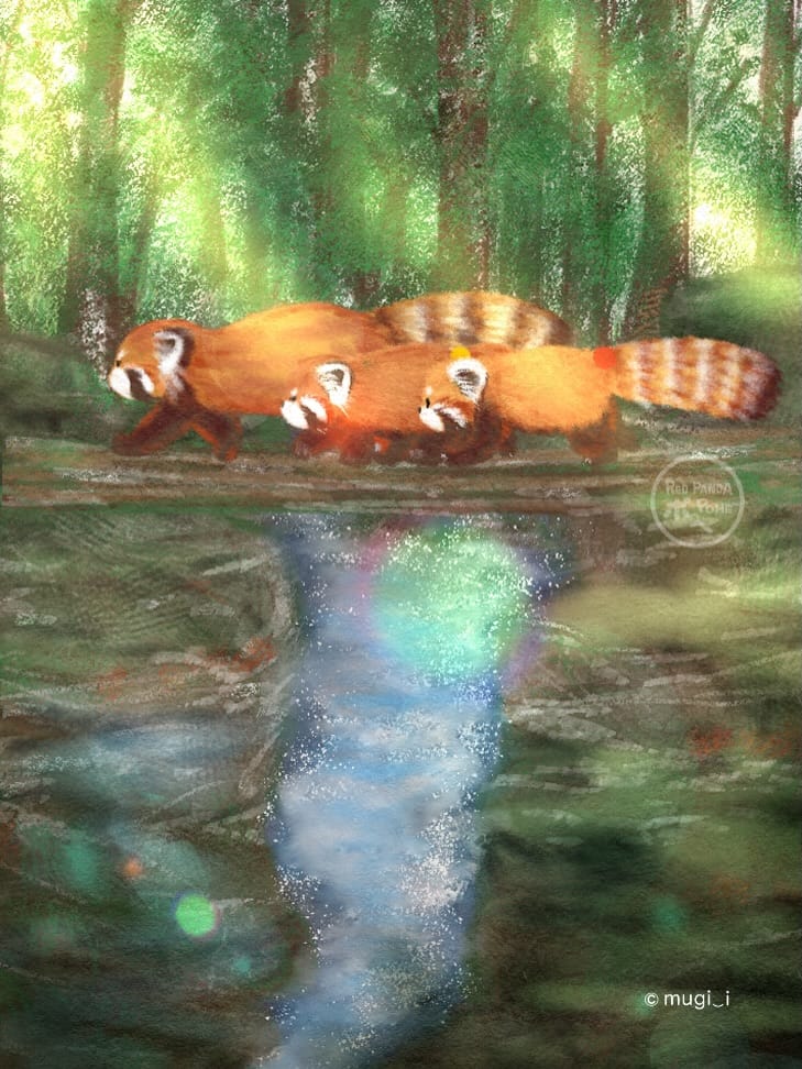 Post 2 by Ito Mugi | Red panda Pohe on Instagram (carousel)