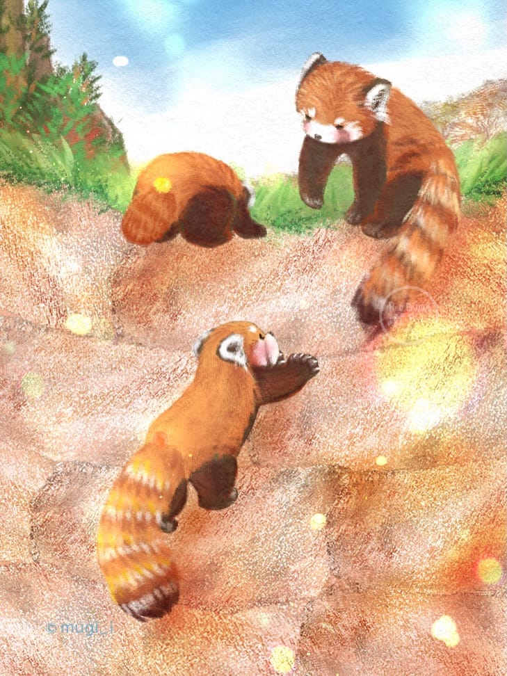 Post 1 by Ito Mugi | Red panda Pohe on Instagram (carousel)