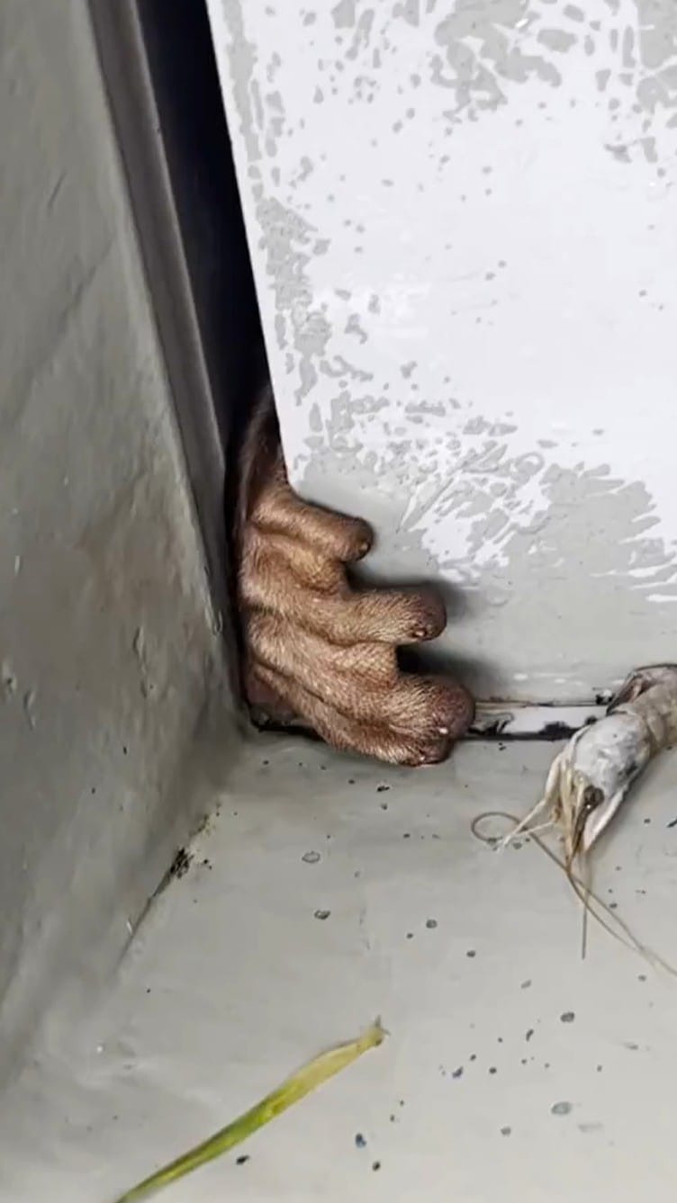 Post 9 by サンシャイン水族館 Sunshine Aquarium on Instagram (video)