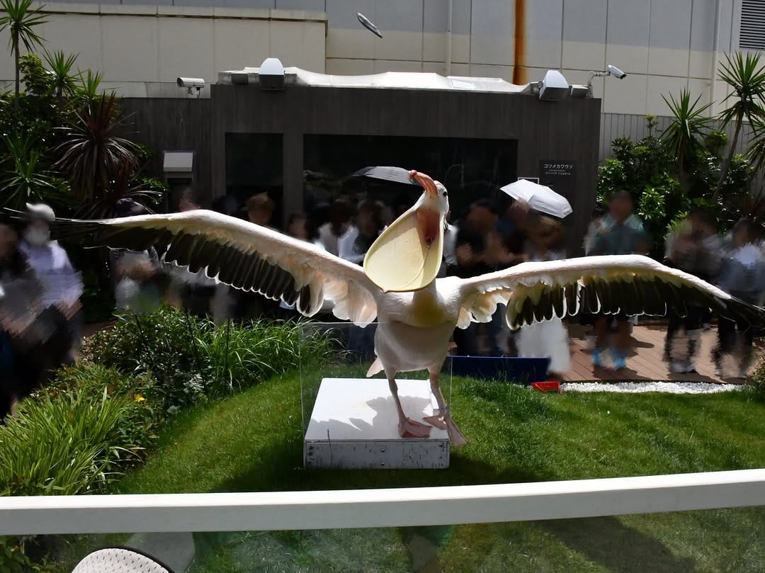 Post 6 by サンシャイン水族館 Sunshine Aquarium on Instagram (carousel)