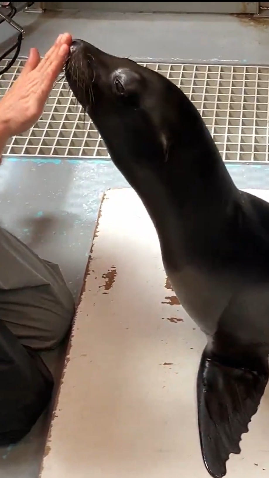 Post 7 by サンシャイン水族館 Sunshine Aquarium on Instagram (video)