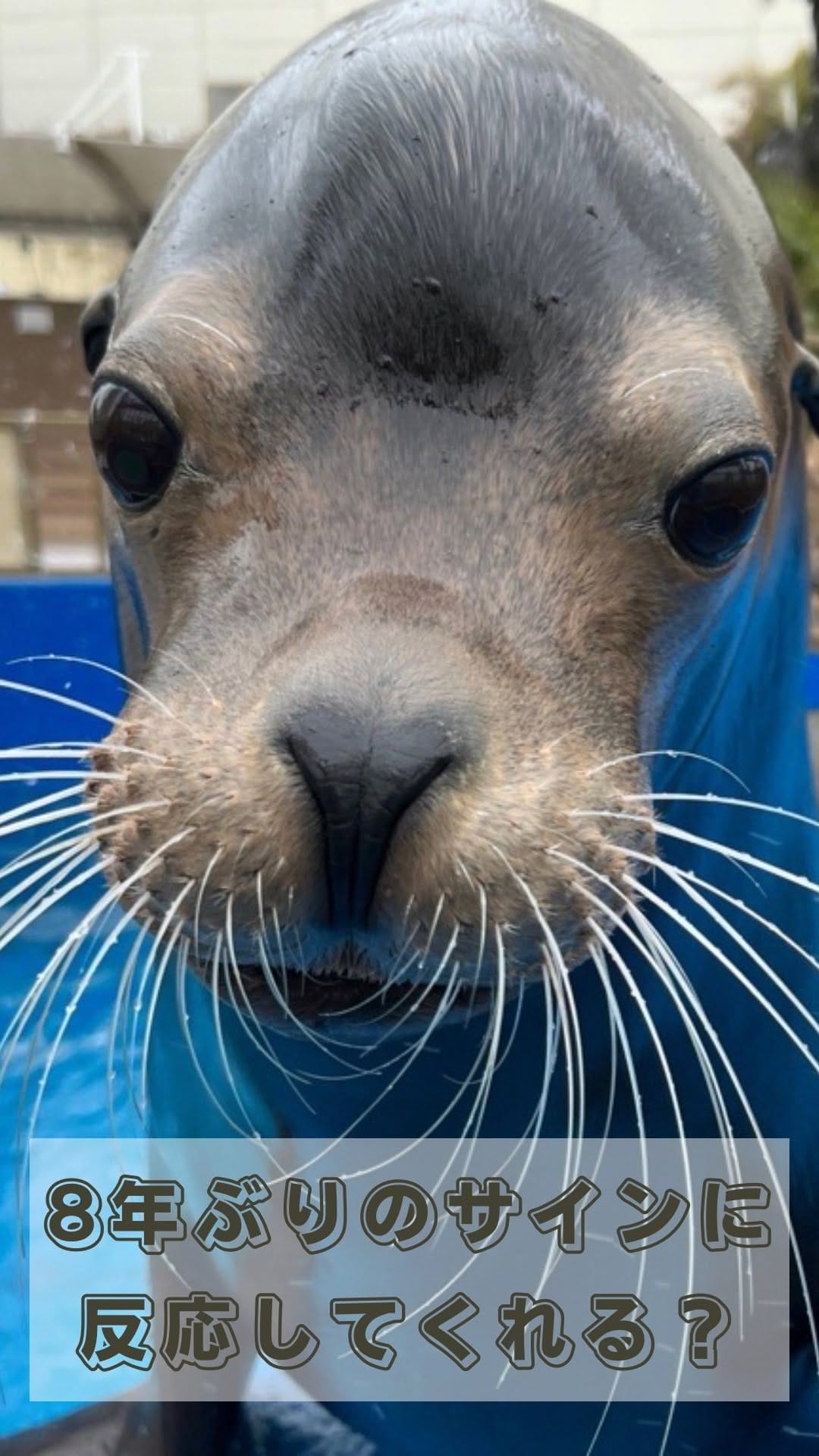 Post 10 by サンシャイン水族館 Sunshine Aquarium on Instagram (video)