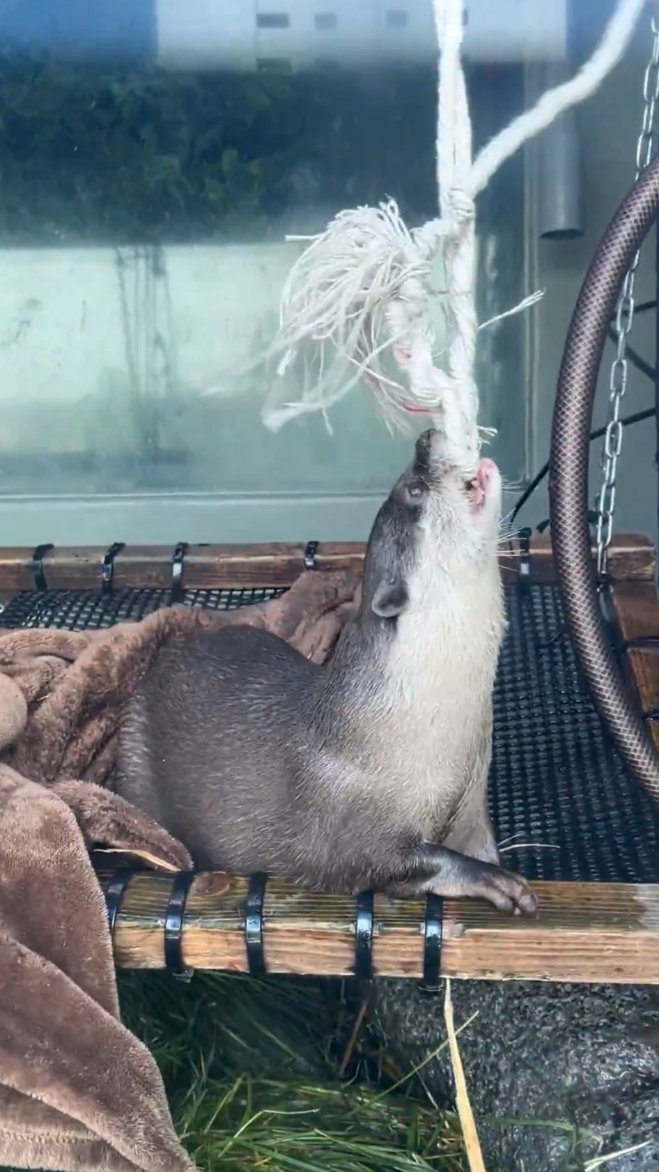 Post 8 by サンシャイン水族館 Sunshine Aquarium on Instagram (video)