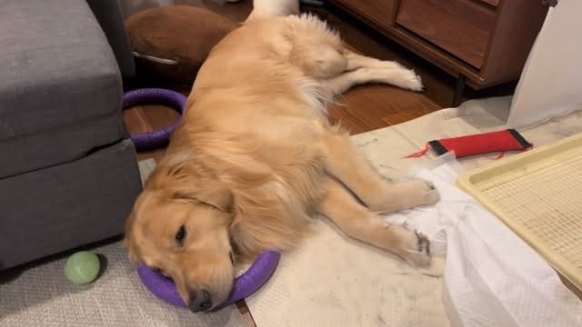 Post 4 by 🦁うにく家のわさびーふ🐻 on Instagram (video)