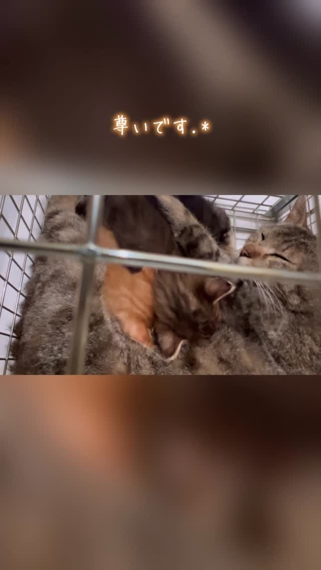 Post 2 by MIKIMOKO on Instagram (video)