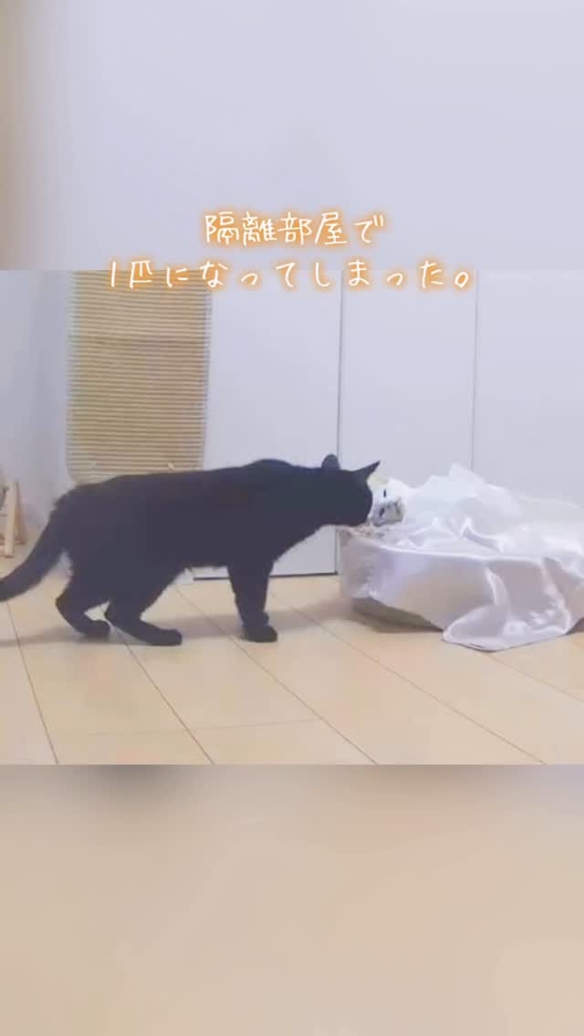 Post 7 by MIKIMOKO on Instagram (video)