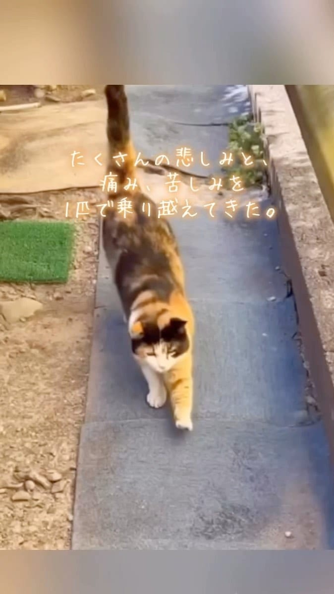 Post 9 by MIKIMOKO on Instagram (video)