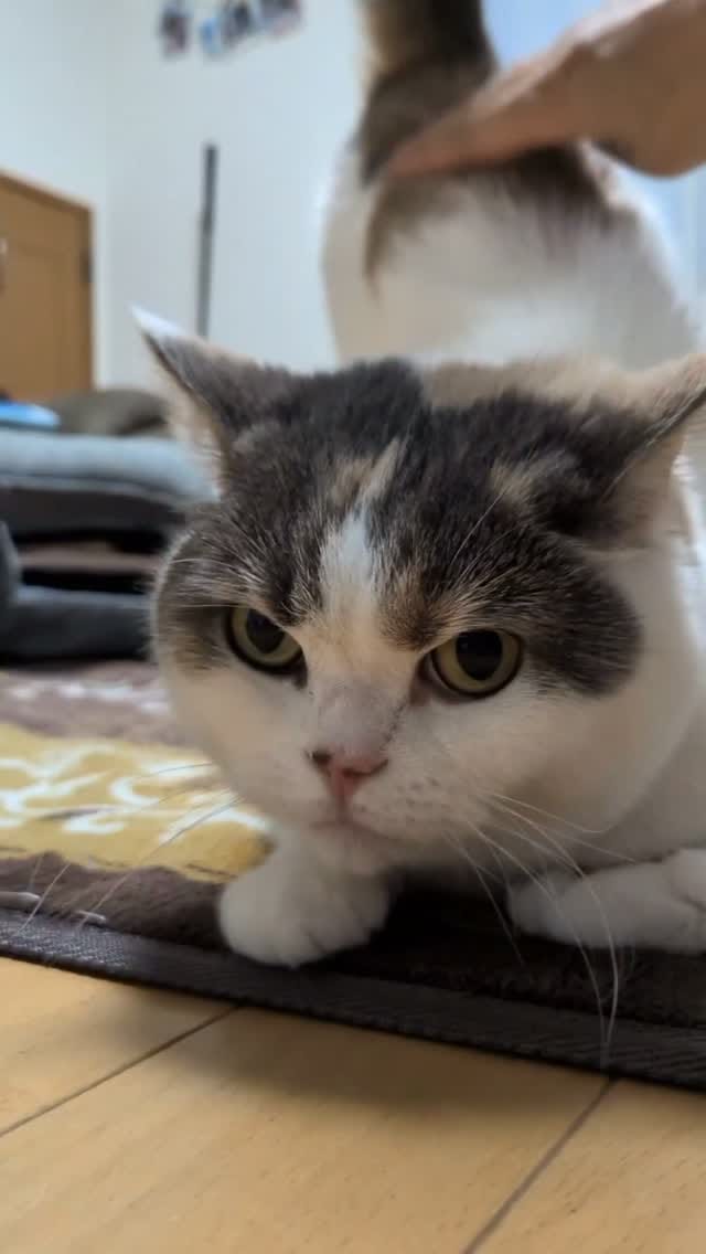 Post 2 by ちぃちゃん/chiichan on Instagram (video)