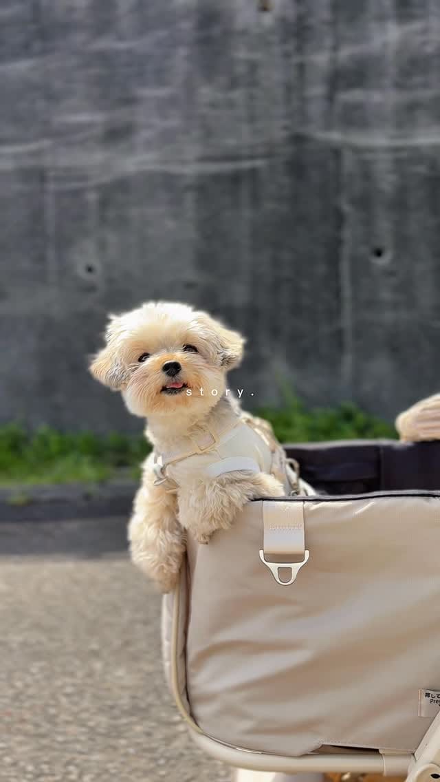 Post 8 by ぽた🐶ヨープーの日常 on Instagram (video)