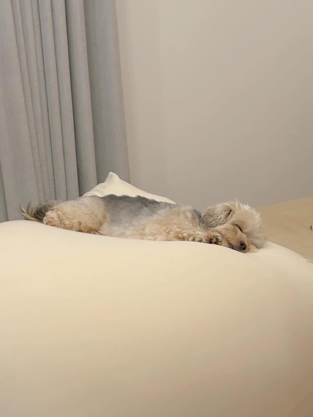 Post 6 by ぽた🐶ヨープーの日常 on Instagram (carousel)