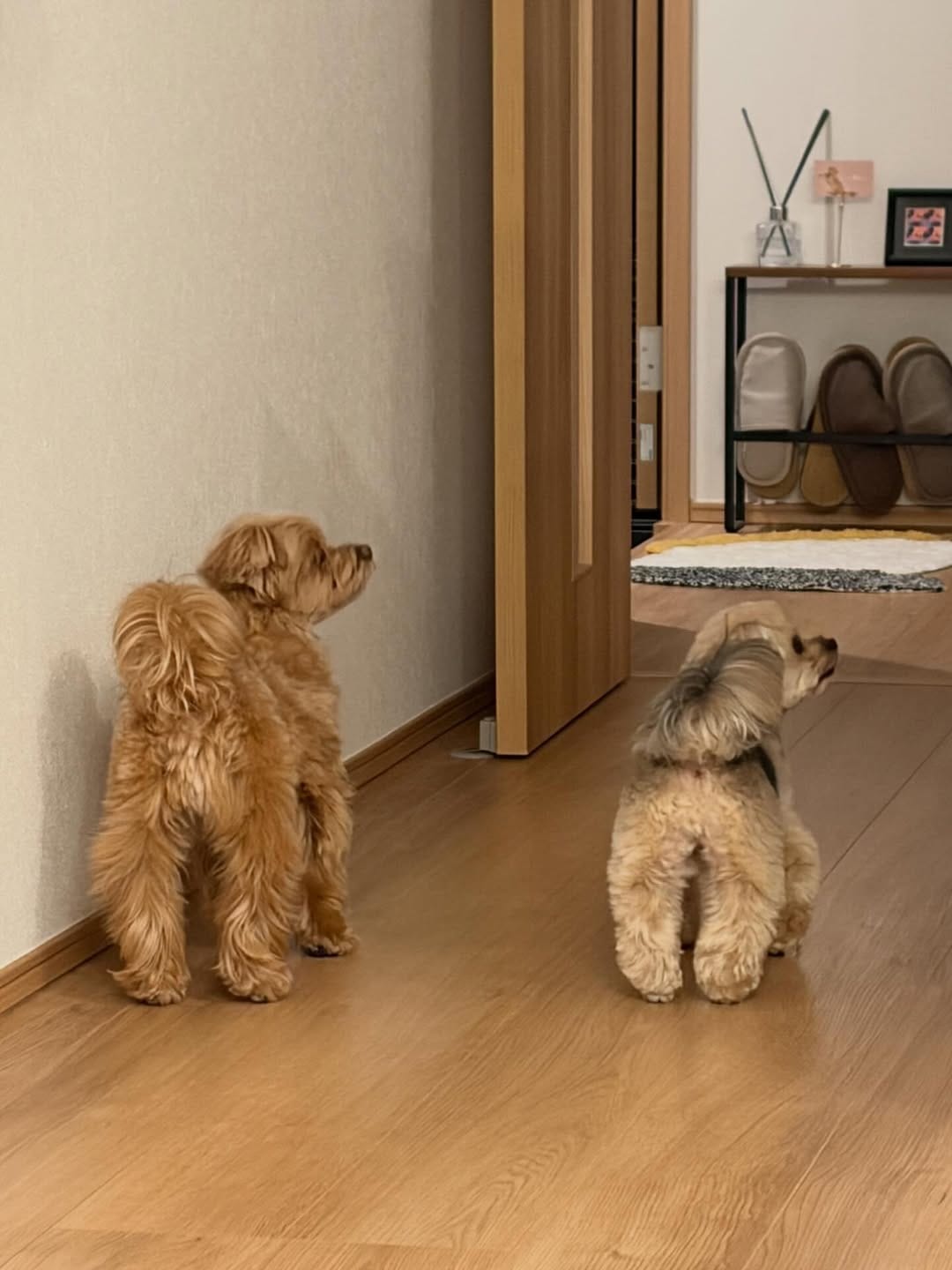 Post 3 by ぽた🐶ヨープーの日常 on Instagram (carousel)
