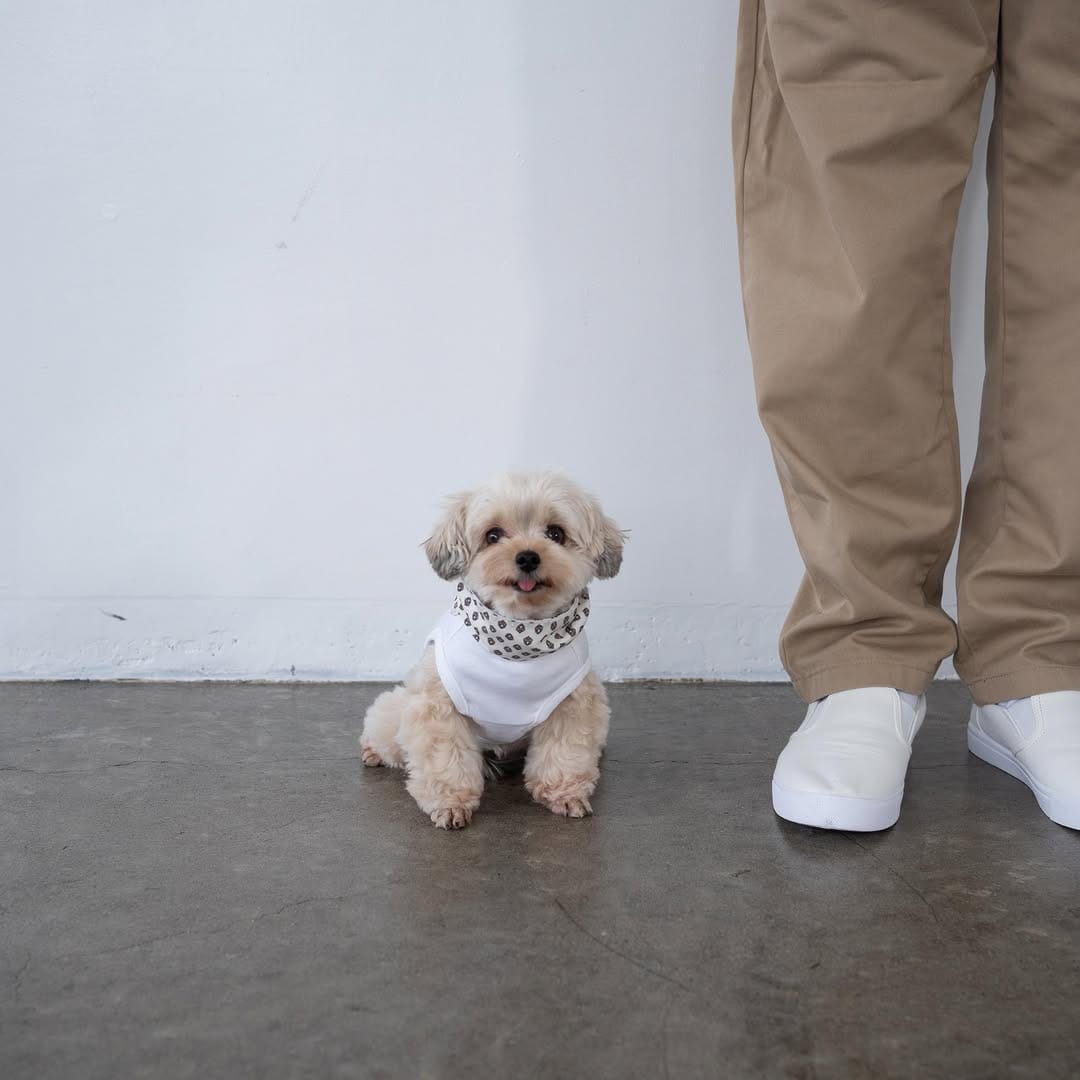 Post 2 by ぽた🐶ヨープーの日常 on Instagram (carousel)