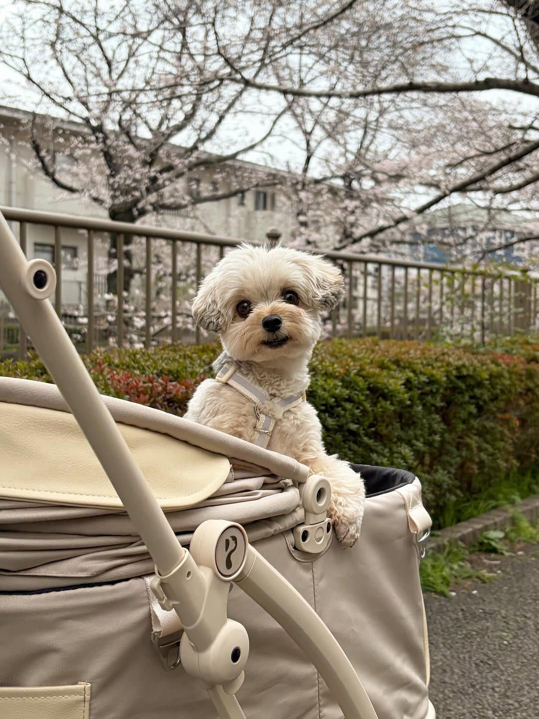 Post 10 by ぽた🐶ヨープーの日常 on Instagram (carousel)