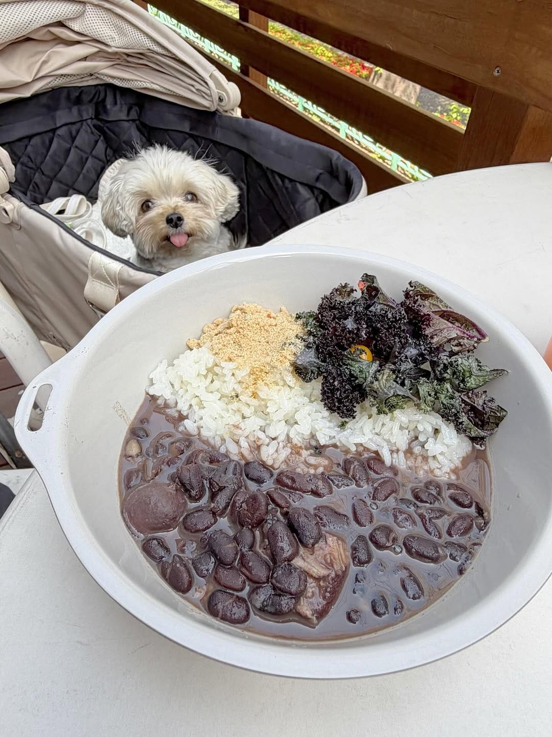 Post 7 by ぽた🐶ヨープーの日常 on Instagram (carousel)