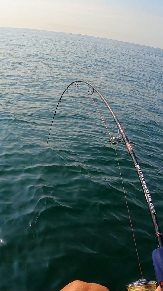 Post 10 by Palmarius Fishing Tackle on Instagram (video)