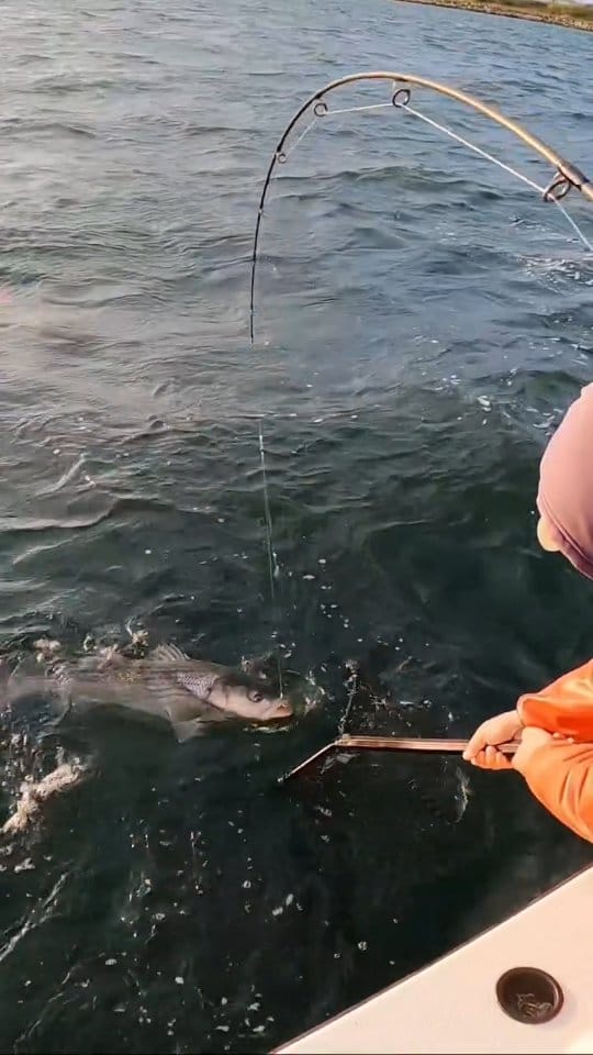 Post 6 by Palmarius Fishing Tackle on Instagram (video)