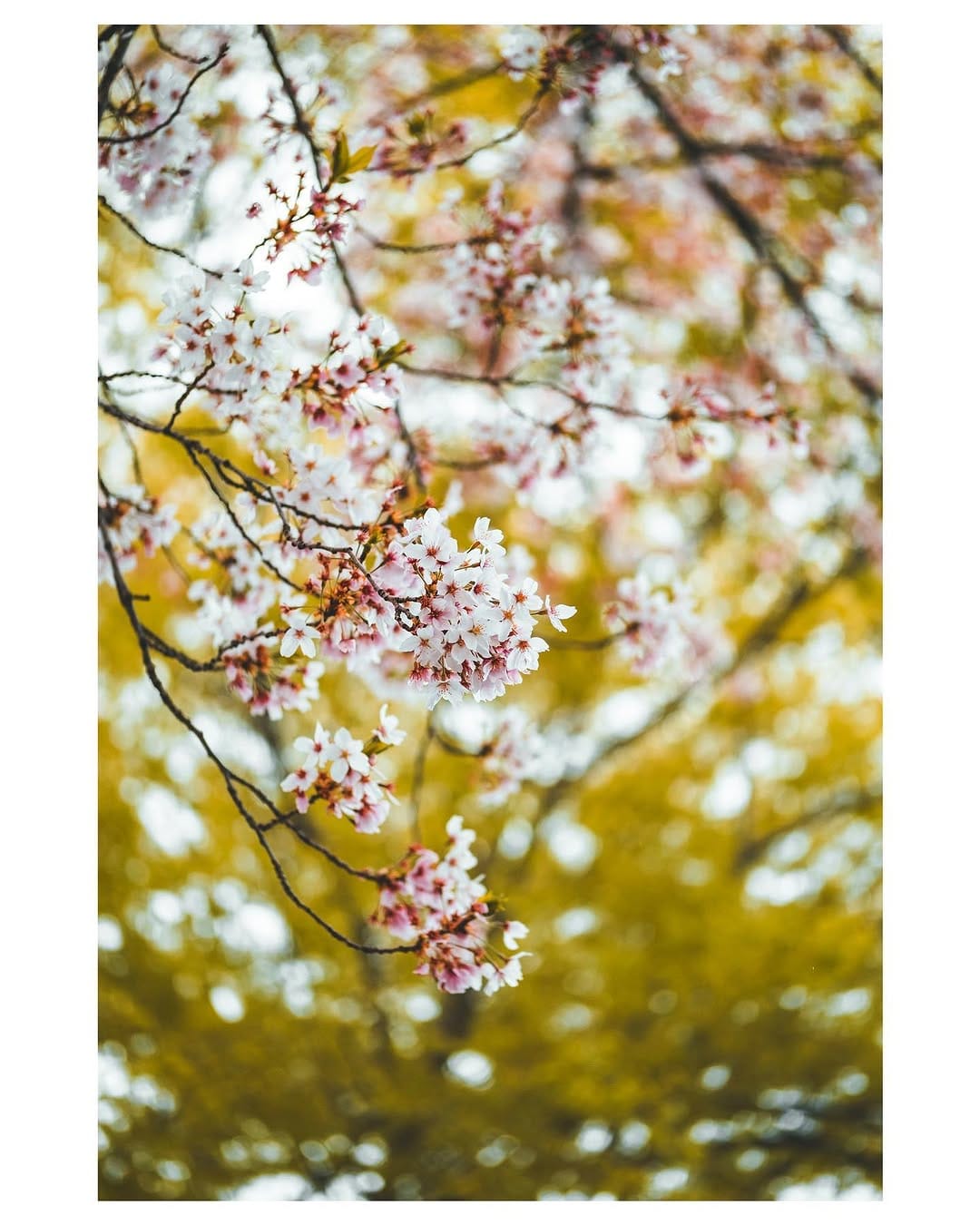 Post 10 by SAM on Instagram (image)