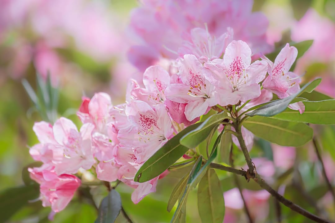 Post 8 by Flower Photography by Yasushi Yoshida on Instagram (image)