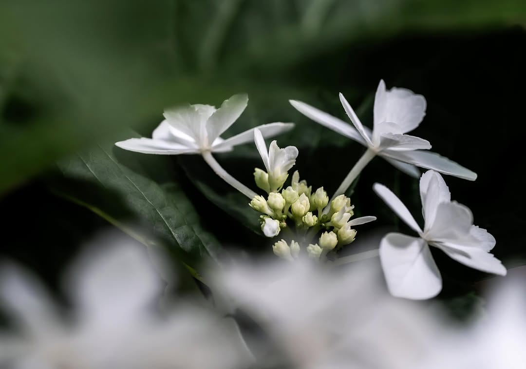 Post 5 by Flower Photography by Yasushi Yoshida on Instagram (image)