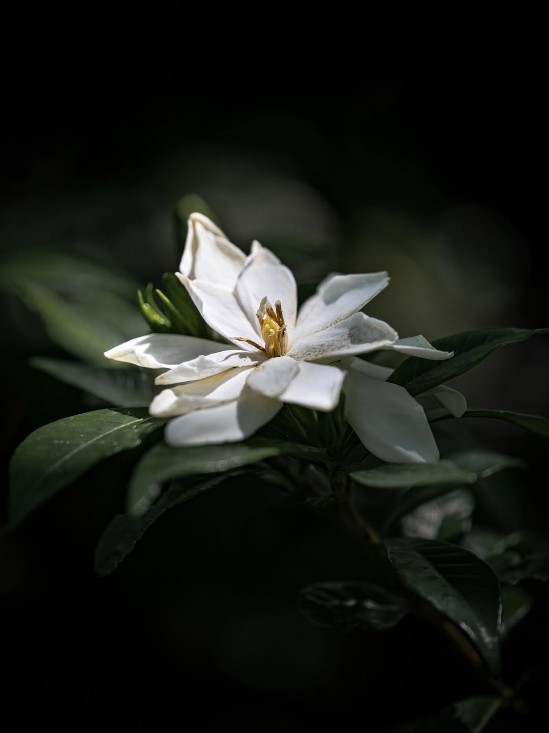 Post 4 by Flower Photography by Yasushi Yoshida on Instagram (image)
