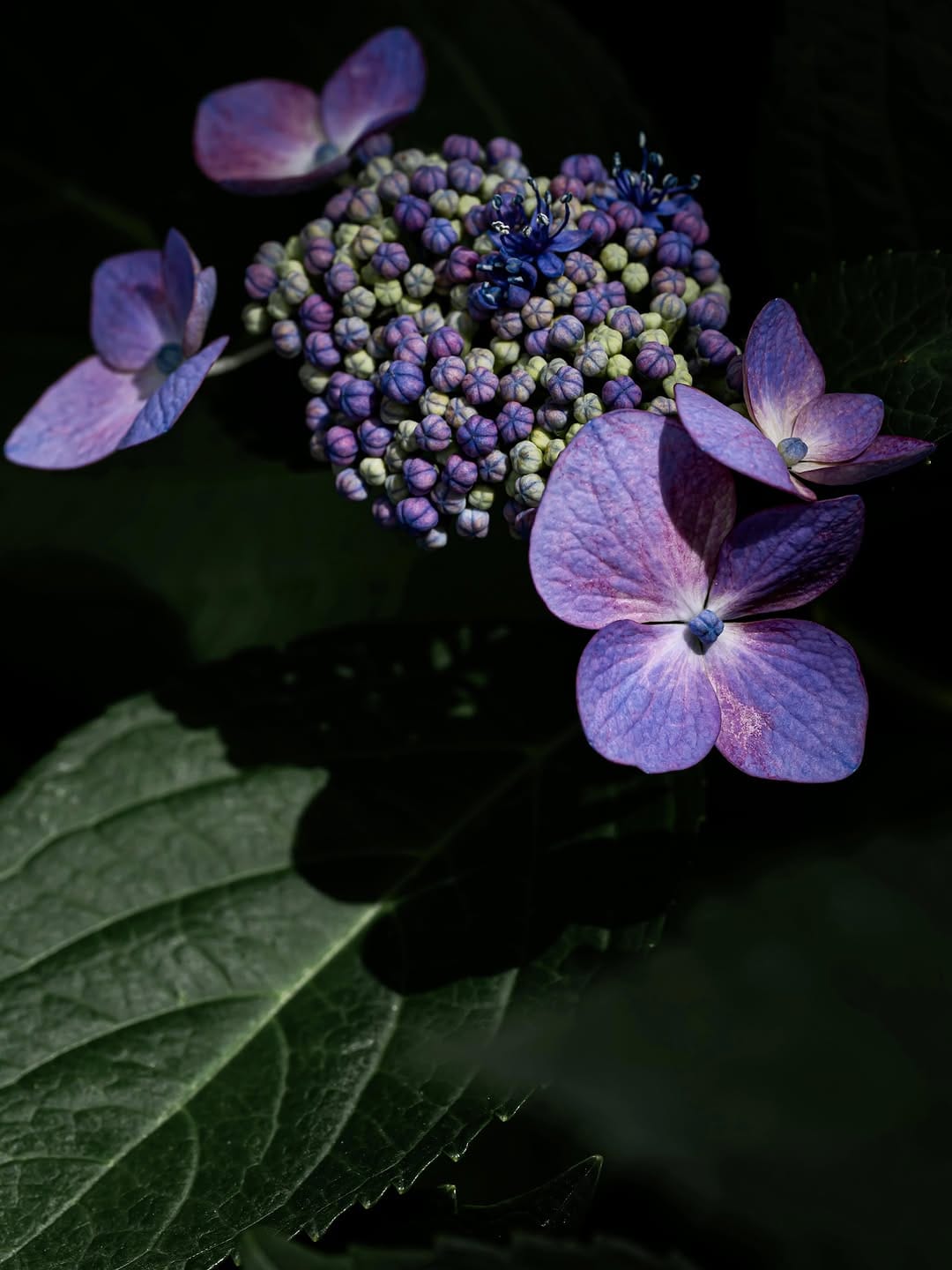 Post 1 by Flower Photography by Yasushi Yoshida on Instagram (image)